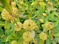 bright yellow phlomis 50 seeds Jerusalem sage, phlomis russeliana