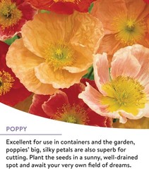 Burpee Wildflower 25,000 Bulk, 1 Bag, 18 Varieties of Non-Gmo Flower Seeds Polli