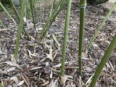 Phyllostachys bissetii Bissett’s Bamboo Cold Hardy Zone 5 Bamboo Rhizome 1 Ct.