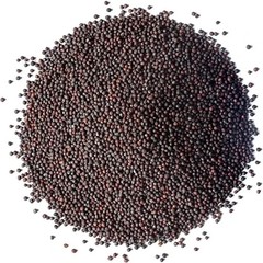 Organic Broccoli Seeds for Sprouting – Non-GMO, Kosher, 1 LB