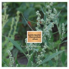 Lambs Quarters | 100 Seeds | Super Food | Chenopodium album | Lambsquarters