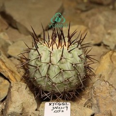 4.6cm RareCacti Plant Copiapoa columna-alba WYSIWYG SelfRooted Boutique Decor
