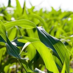 50pcs Golden Bantam Corn Heirloom Seeds – Non-GMO, Open-Pollinated, Sweet