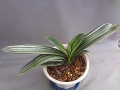Clivia miniata ‘Echigo-zansetsu’ tricolor variegated [Must read description]