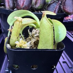 Nepenthes Maxima Wavy – Seed Grown Genetically Unique Easy Care Big Pitchers