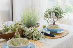 Rare Tectorum Ecuador Air Plants – Bright White – Sale Packs
