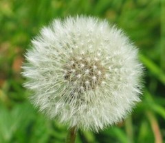 1000 Dandelion Seeds – Taraxacum officnale Seeds – Medicinal and Edible Herb