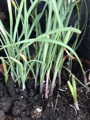 100 Rooted Chinese Chives Plants (Organic Garlic Chives, Over 3 Years Old)韭菜