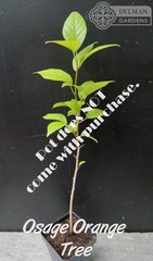 Osage Orange Tree (Maclura pomifera) – Hedge Apple – Live Plant – Multiple Sizes