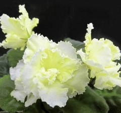 African Violet Plant RS Tsypa Starter