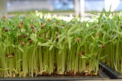 Water Spinach Seeds ,ong choy, kangkong, Rau Muống