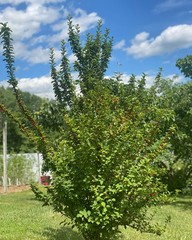 1 Nanking Cheropugy bush cherry, rooted plant. Zones 4-8