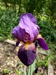 15 Iris Fresh Bearded Iris Rhizomes Mixed Varieties