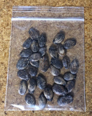 25+ Sugar Baby Watermelon seeds, Fresh, Ready for Planting. Free Shipping USA