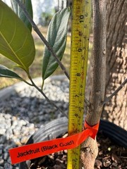 1 YEAR OLD GRAFTED BLACK GOLD JACKFRUIT TREE (A. HETEROPHYLLUS)