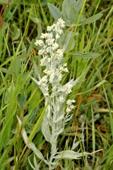 301+PRAIRIE SAGE Flower seeds White Sagebrush Perennial Native Wildflower smudge