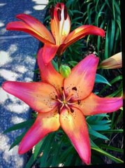 ROYAL SUNSET LILY FLOWER BULBS HARDY PERENNIAL PLANTS GROW 42″ TALL SUMMER BLOOM