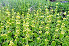 bright yellow phlomis 50 seeds Jerusalem sage, phlomis russeliana
