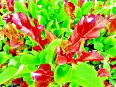 1000+ SEEDS LETTUCE SPRING MESCLUN MIX GREENS VEGETABLE GARDEN HEIRLOOM NON-GMO