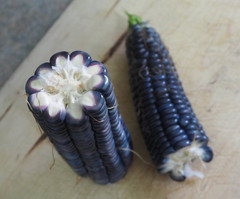 120+ Hopi Blue Corn Seeds – Heirloom – Non GMO – Organic —————— RARE