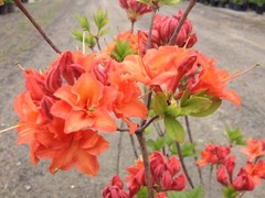 MANDARIN~Azalea Rhododendron Hybrid~STARTER Plant~MAY BE DORMANT