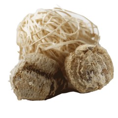 Praying Mantis Egg Case With Hatching Habitat Cup- 2 Praying Mantids Egg Cases