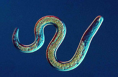 Dr. Pye’s Scanmask 5 Million Live Beneficial Nematodes – New Easy Spray Formula