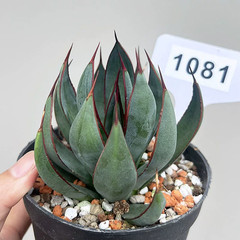 1Pieces 8cm Seedgrowth RareCactis Plant Agave Praying Hands Beautiful Outdoors