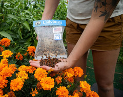 3000 Live Ladybugs – (2 X 1500 Live Ladybugs) – Guaranteed Live Delivery!