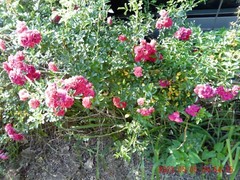 Peggy Martin Rose Cutting 12 fresh Cuttings