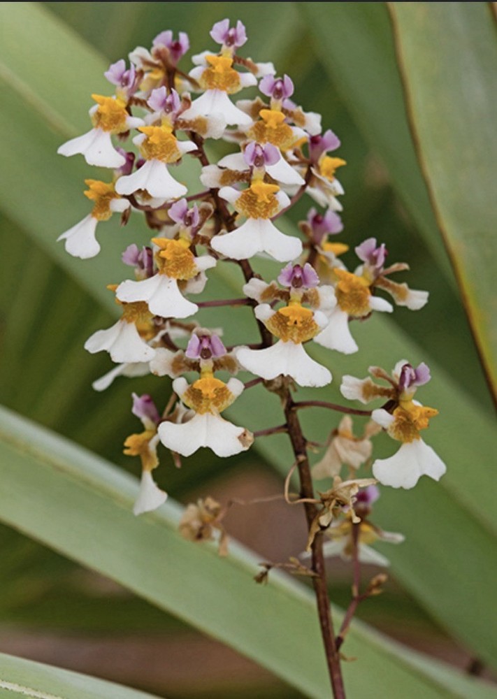 Tolumnia bahamensis NBS Pink White Yellow Native Florida Orchid Species 2” Pot