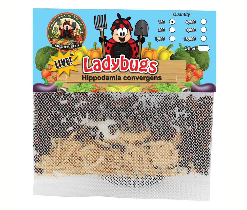 150 Live Ladybugs – Good Bugs – Ladybugs – Guaranteed Live Delivery!