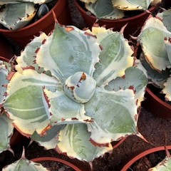 8CM Succulent Cactus Agave Plant Agave Isthmensis Variegated Home Garden Plant