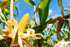100 IOCHIEF YELLOW SWEET CORN AAS Winner Zea Mays Vegetable Seeds *Combined S/H