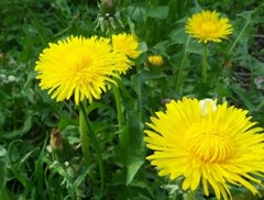 1000+ DANDELION SEEDS AUTUMN MICROGREENS SALADS HERB ORGANIC PERENNIAL NON-GMO