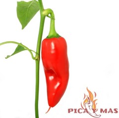 SERRANO ROJO 30 SEEDS 100% GUARANTEED SPICY CHILLI CHILLI PEPPER