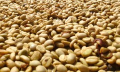 MEXICAN CARAMEL OAXACA COFFEE BEANS MEDIUM ROASTED 5 POUNDS