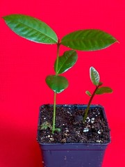 Purple Malay Apple Syzygium malaccense Fruit Tree Starter Potted Plant Very RARE
