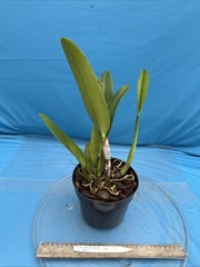 Cattleya quadricolor Orchid Eros X Orlata Pink White Yellow Species 7” PT SHEATH