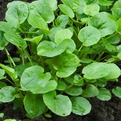 Upland Cress Seeds | Heirloom / Non-GMO | Free Shipping | Seed Store | 1156