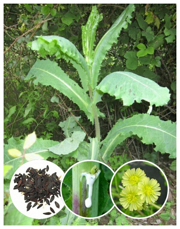 25+ Wild Lettuce Seeds (Lactuca virosa) Packed for 2022 Free Shipping