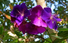 ~~ Ecuador Purple Princess Glory Bush Plant~~Tibouchina Lepidota grandifolia~~