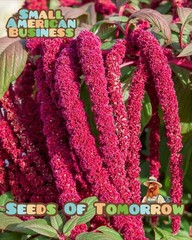 4000 Love Lies Bleeding Amaranth Seeds Organic Heirloom Non-GMO- With Bonus!