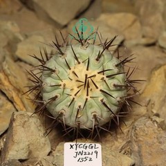 4.6cm RareCacti Plant Copiapoa columna-alba WYSIWYG SelfRooted Boutique Decor
