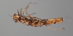 Farm Direct Hop Rhizomes – 14 Varieties to choose from!
