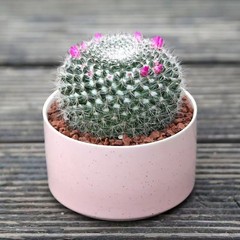 Mammillaria hahniana – Easy-Care Live Cactus Plant for Beginners
