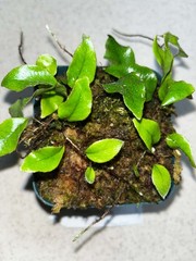 Microgramma sp. 1 Ecuador 4 Inch Pot Rare