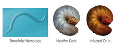 50 Million Beneficial Nematodes HB – Targets Grubs, Japanese Beetles, Cucumber