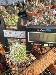 Mammillaria nejapensis, live cactus plant 4 years old own roots