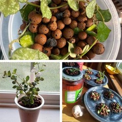 Clay Pebbles for Plants – Pebbles for Indoor Plants Natural Clay